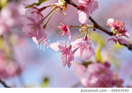 河津櫻花 88043040