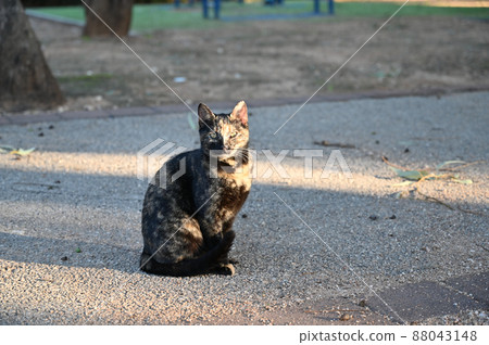 black and tan cat posing for the photographer. black and tan cat posing for the photographer. 88043148