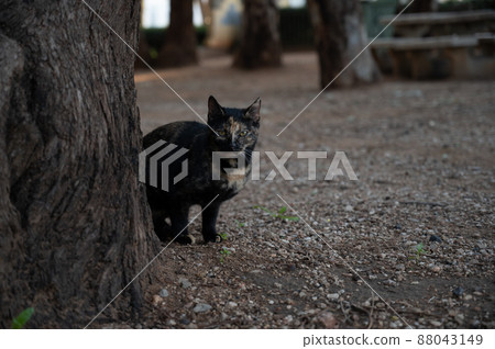 black and tan cat posing for the photographer. black and tan cat posing for the photographer. 88043149