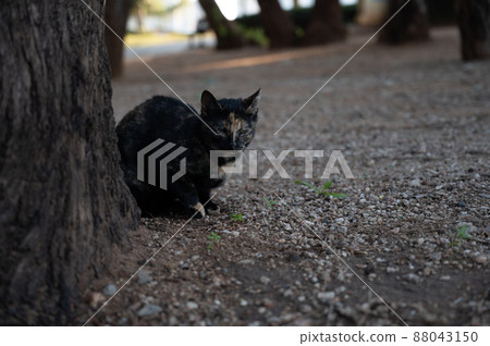 black and tan cat posing for the photographer. black and tan cat posing for the photographer. 88043150