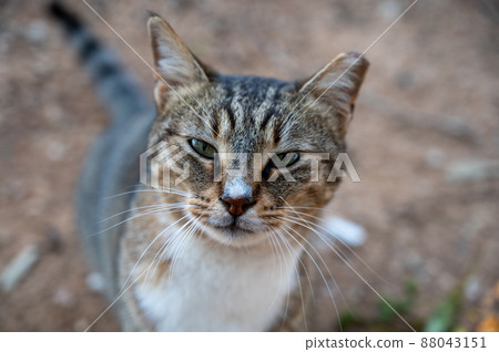 An ordinary yard cat sits outside and looks up. An ordinary yard cat sits outside and looks up. 88043151