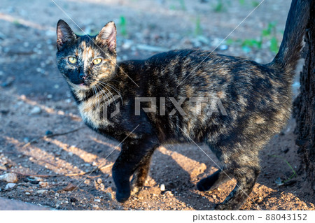 black and tan cat posing for the photographer. black and tan cat posing for the photographer. 88043152