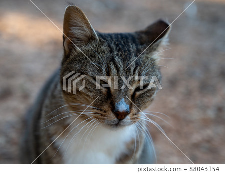 An ordinary yard cat sits outside and looks up. An ordinary yard cat sits outside and looks up. 88043154