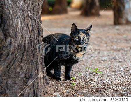 black and tan cat posing for the photographer. 88043155