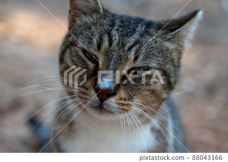An ordinary yard cat sits outside and looks up. 88043166