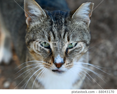 An ordinary yard cat sits outside and looks up. An ordinary yard cat sits outside and looks up. 88043170