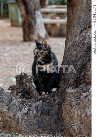 black and tan cat posing for the photographer. black and tan cat posing for the photographer. 88043171