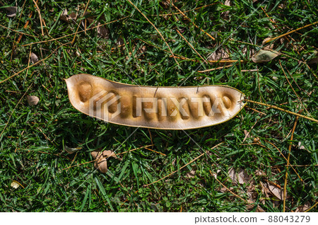 The pod from the Albizia lebbeck tree is brown and long with seeds inside lies on the green grass. Top view. The pod from the Albizia lebbeck tree is brown and long with seeds inside lies on the green grass. Top view. 88043279