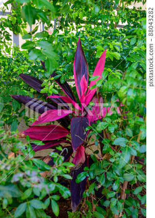 Red Cordyline leaves closeup in garden- Cordyline fruticosa, Cordyline terminalis or Ti plant 88043282