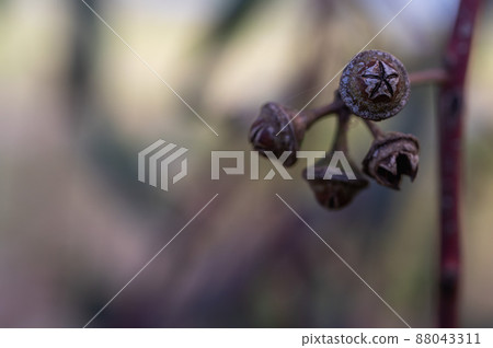 Eucalyptus tereticornis flowers white flowers on tree 88043311