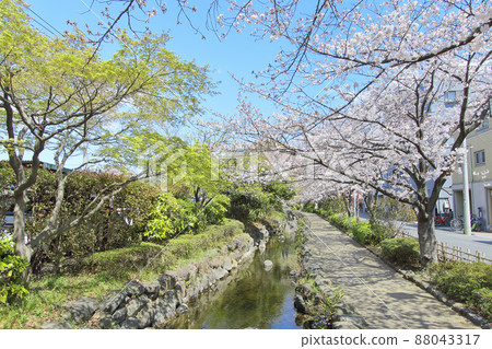 櫻花和綠地環繞的一之江堺川水上樂園 櫻花和綠地環繞的一之江堺川水上樂園 88043317