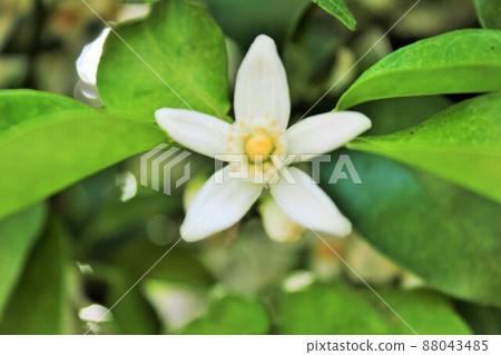 橘子花~……☆。 * + 橘花 + *. ☆ ~ ・ ~ 橘子花~……☆。 * + 橘花 + *. ☆ ~ ・ ~ 88043485