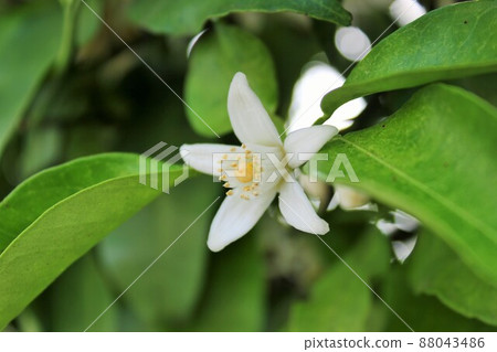 橘子花~……☆。 * + 橘花 + *. ☆ ~ ・ ~ 橘子花~……☆。 * + 橘花 + *. ☆ ~ ・ ~ 88043486