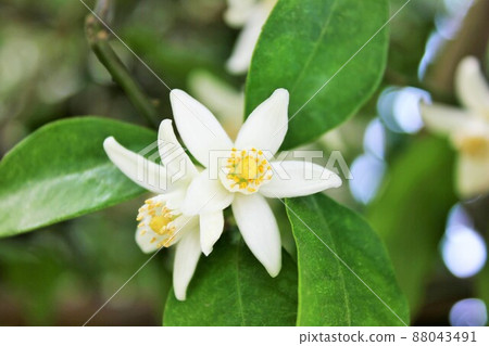 Mandarin orange flower ~ ... ☆. * + Tangerine flower + *. ☆ ~ ・ ~ Mandarin orange flower ~ ... ☆. * + Tangerine flower + *. ☆ ~ ・ ~ 88043491