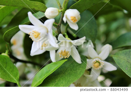 Mandarin orange flower ~ ... ☆. * + Tangerine flower + *. ☆ ~ ・ ~ Mandarin orange flower ~ ... ☆. * + Tangerine flower + *. ☆ ~ ・ ~ 88043499