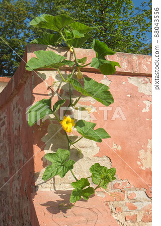 Blooming great pumpkin with old sand wall in background. Blooming great pumpkin with old sand wall in background. 88043556