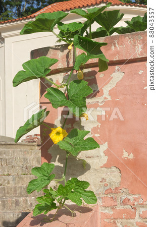 Cucurbita maxima Duchesne, blooming great pumpkin vine hangs on old peeling wall. 88043557