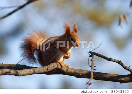 Red squirrel, Sciurus vulgaris sitting on the branch of a tree in the forest. Prague, Czech Republic, Europe. Red squirrel, Sciurus vulgaris sitting on the branch of a tree in the forest. Prague, Czech Republic, Europe. 88043563