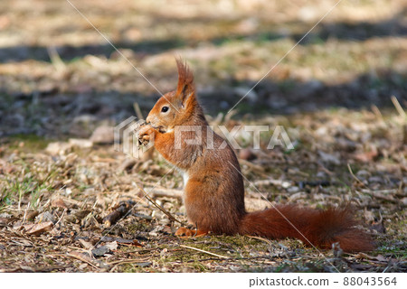 Red squirrel, Sciurus vulgaris sitting on the ground and eating acorns. Prague, Czech Republic, Europe. 88043564