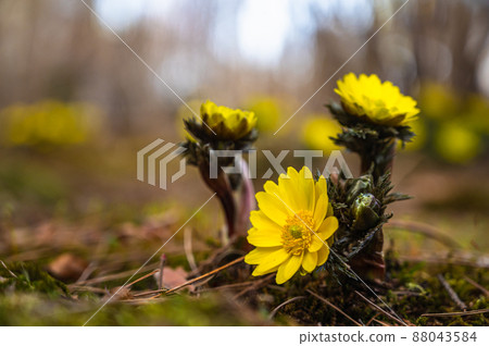Bright adonis ramosa flowers 88043584