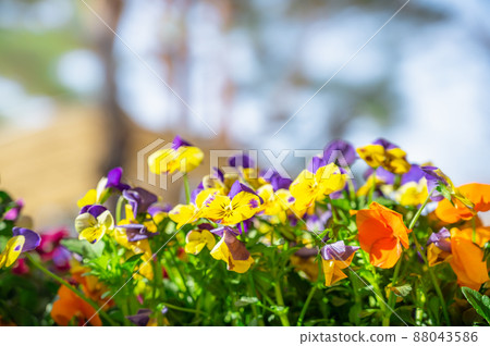 Spring flowerbed with colorful flowers 88043586