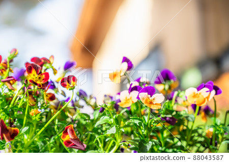 春天的花壇，五顏六色的花朵 88043587