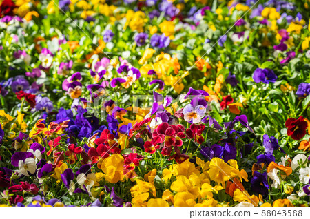 Colorful pansies blooming in spring 88043588