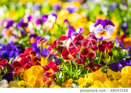 五顏六色的三色紫羅蘭在春天綻放 88043589