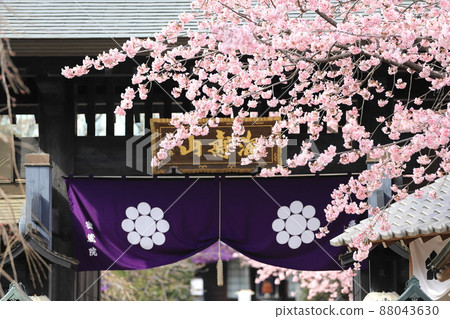 Mitsuzoin Sanmon and Angyo Sakura (Angyohara, Kawaguchi City, Saitama Prefecture) 88043630