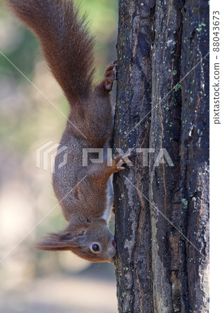 Eurasian red squirrel climb on a tree licking juice from the bark of a massive tree trunk 88043673