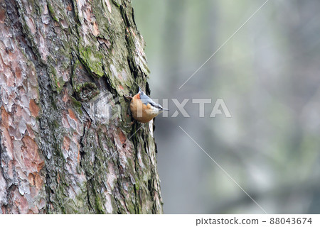 Eurasian nuthatch or also wood nuthatch, sitta europaea, small bird with brown body and a black eye-stripe sitting on the trunk of a mighty tree in the woods. Prague, Czech Republic. 88043674