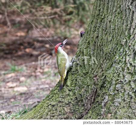 A pair of European green woodpeckers, Picus viridis possibly both males, sitting at the base of a huge tree in the forest. Prague, Czech Republic, Europe. 88043675