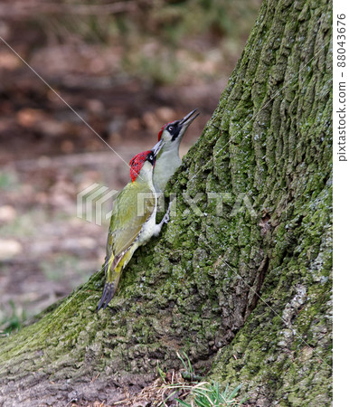 A pair of European green woodpeckers, Picus viridis possibly both males, sitting at the base of a huge tree in the forest. Prague, Czech Republic, Europe. A pair of European green woodpeckers, Picus viridis possibly both males, sitting at the base of a huge tree in the forest. Prague, Czech Republic, Europe. 88043676