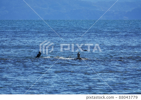 Blue sea on a sunny day and a bird perched on a rock, winter, 220212pm 88043779