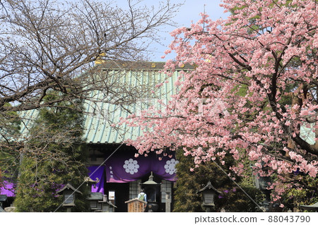 Mitsuzoin Main Hall and Angyo Sakura (Angyohara, Kawaguchi City, Saitama Prefecture) Mitsuzoin Main Hall and Angyo Sakura (Angyohara, Kawaguchi City, Saitama Prefecture) 88043790