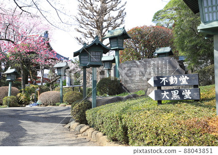 秘密倉庫區域內的Angyo Sakura（埼玉縣川口市Angyohara） 88043851