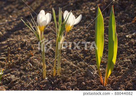 White blossoms of crocus growing from the soil White blossoms of crocus growing from the soil 88044082