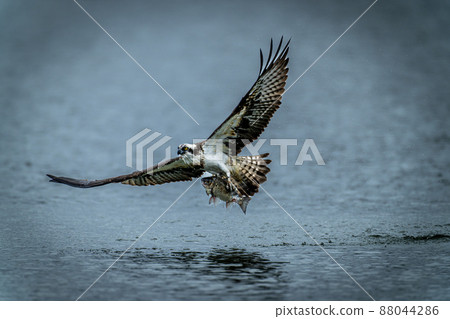May in Hokkaido, spring in osprey. May in Hokkaido, spring in osprey. 88044286