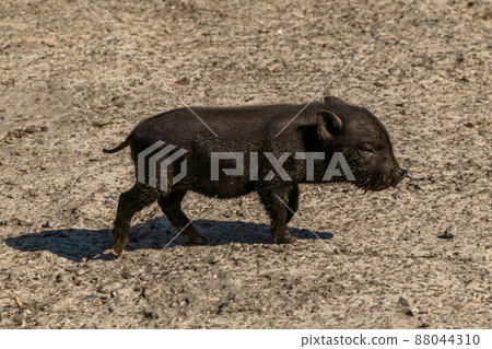 The Republic of Crimea. The city of Belogorsk. July 17, 2021. A black piglet in the aviary of the Taigan Lions Park. The Republic of Crimea. The city of Belogorsk. July 17, 2021. A black piglet in the aviary of the Taigan Lions Park. 88044310