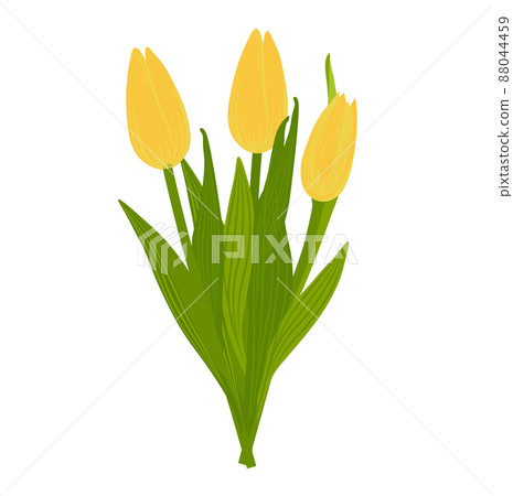 A bouquet of yellow tulips.Vector stock illustration. Spring flowers. An element for a postcard. Isolated on a white background. A bouquet of yellow tulips.Vector stock illustration. Spring flowers. An element for a postcard. Isolated on a white background. 88044459