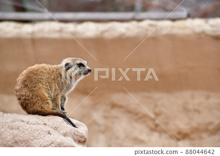 Jealous meerkat Jealous meerkat 88044642