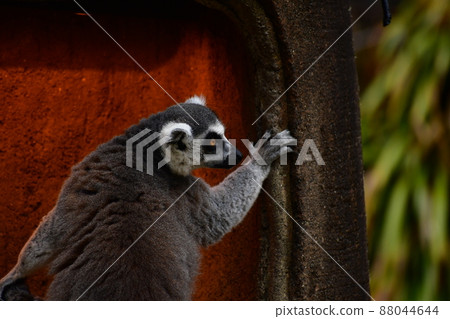 Wolverine lemur Wolverine lemur 88044644