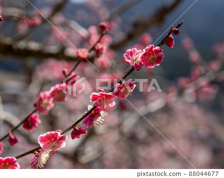 Plum blossom 88044677