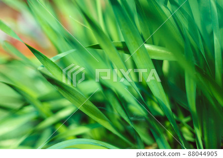 Fresh green grass with water droplet in sunshine 88044905