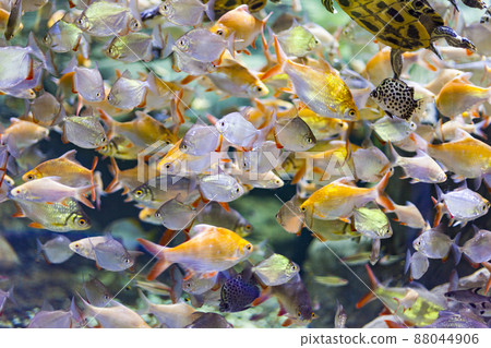 Photo of a tropical Fish on a coral reef. Red Sea Photo of a tropical Fish on a coral reef. Red Sea 88044906