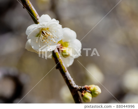 Plum blossom 88044996