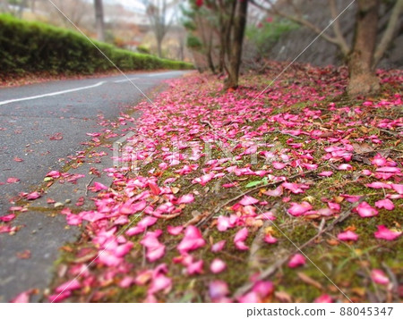Sasanqua carpet by the road Sasanqua carpet by the road 88045347