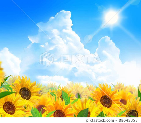 Early summer frame background material of sunflower field where beautiful sunflowers bloom under the sun in the blue sky with cumulonimbus 88045355