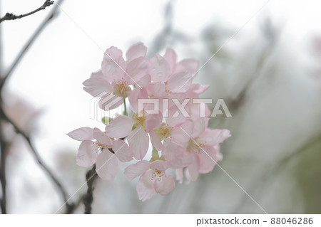 Pink Prunus Campanulata Flower at TKO Park 88046286