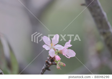 Pink Prunus Campanulata Flower at TKO Park 88046290